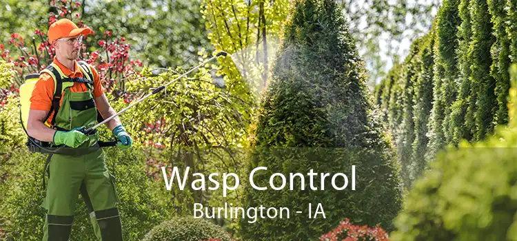 Wasp Control Burlington - IA