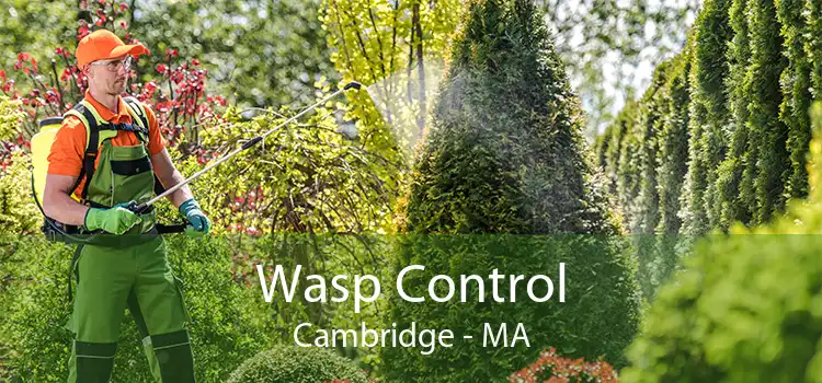 Wasp Control Cambridge - MA