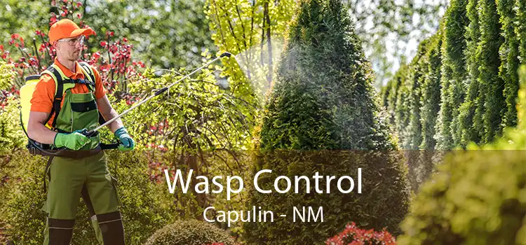 Wasp Control Capulin - NM