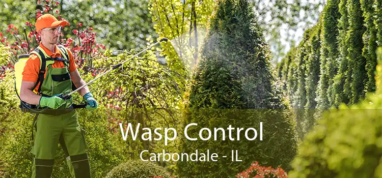 Wasp Control Carbondale - IL