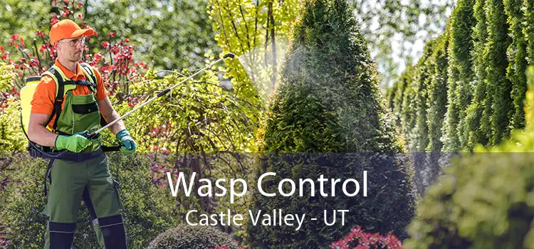 Wasp Control Castle Valley - UT