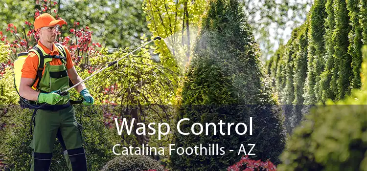 Wasp Control Catalina Foothills - AZ