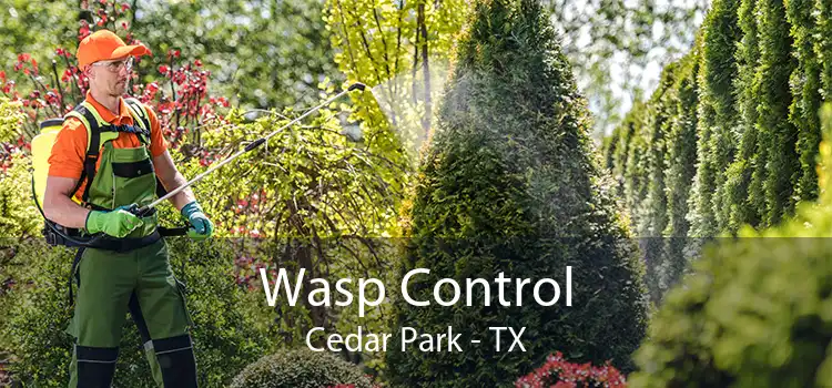 Wasp Control Cedar Park - TX