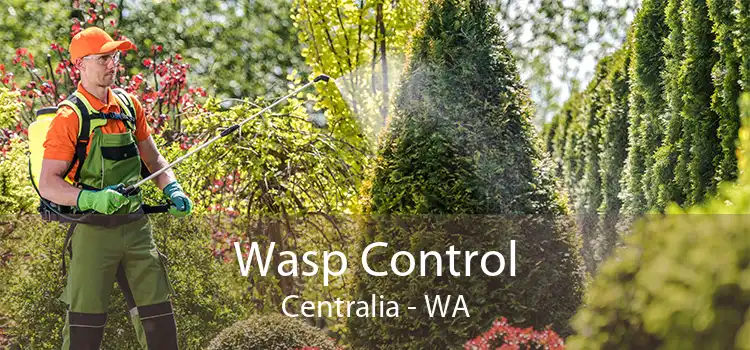 Wasp Control Centralia - WA