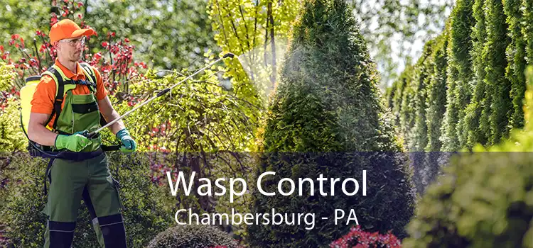 Wasp Control Chambersburg - PA