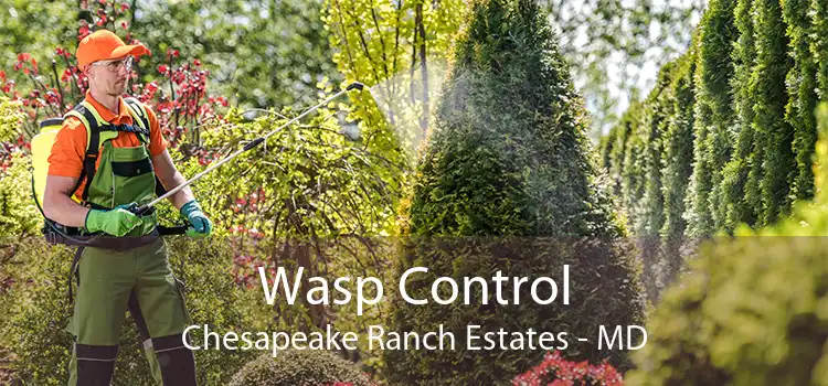Wasp Control Chesapeake Ranch Estates - MD