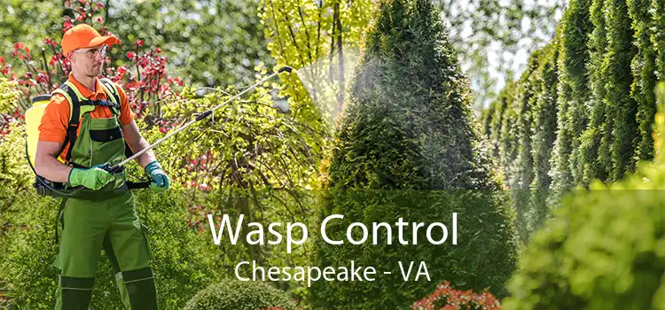 Wasp Control Chesapeake - VA