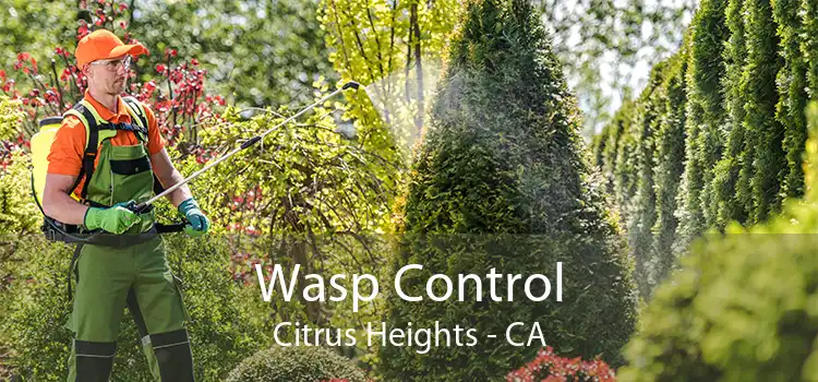 Wasp Control Citrus Heights - CA