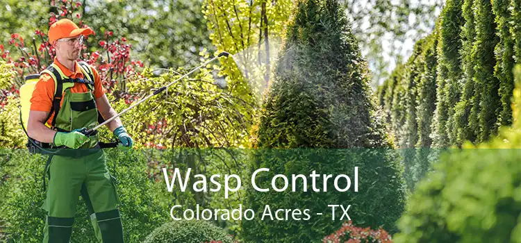 Wasp Control Colorado Acres - TX