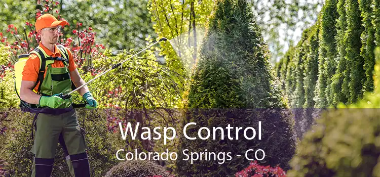 Wasp Control Colorado Springs - CO