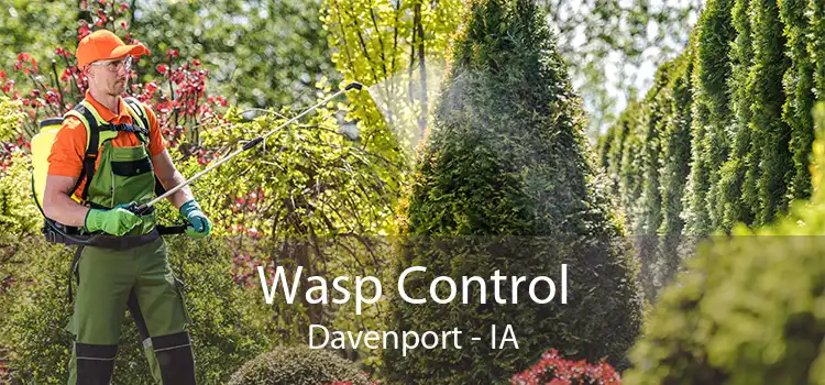 Wasp Control Davenport - IA