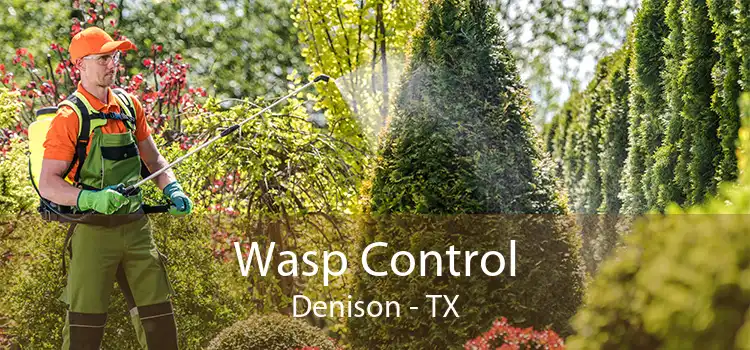 Wasp Control Denison - TX