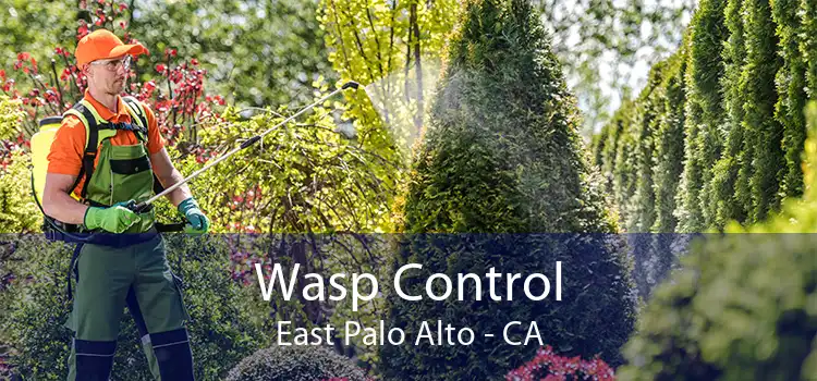 Wasp Control East Palo Alto - CA