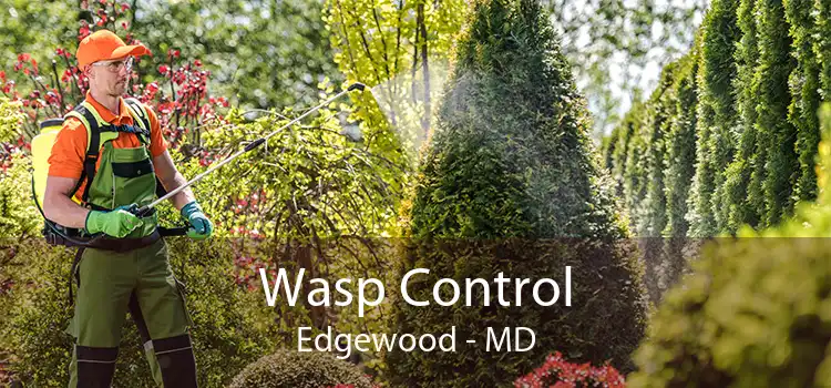 Wasp Control Edgewood - MD
