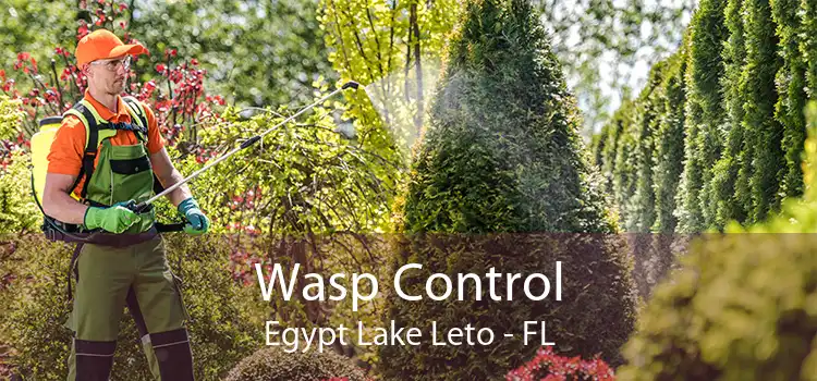 Wasp Control Egypt Lake Leto - FL