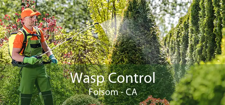 Wasp Control Folsom - CA