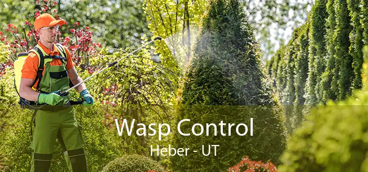 Wasp Control Heber - UT