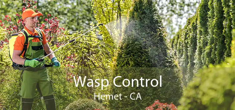 Wasp Control Hemet - CA