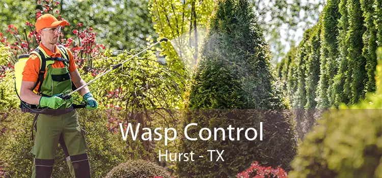 Wasp Control Hurst - TX
