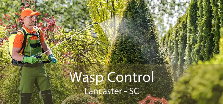 Wasp Control Lancaster - SC