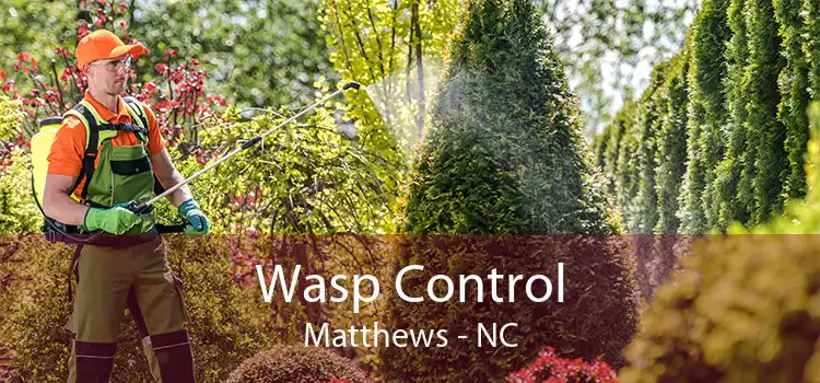 Wasp Control Matthews - NC