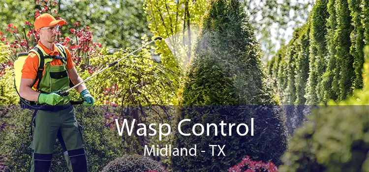 Wasp Control Midland - TX