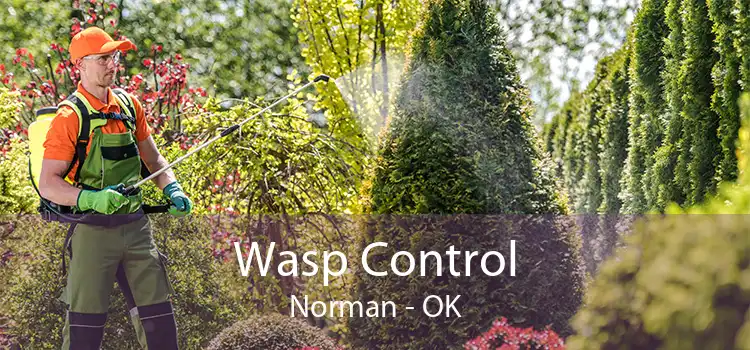 Wasp Control Norman - OK