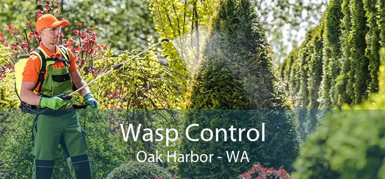 Wasp Control Oak Harbor - WA