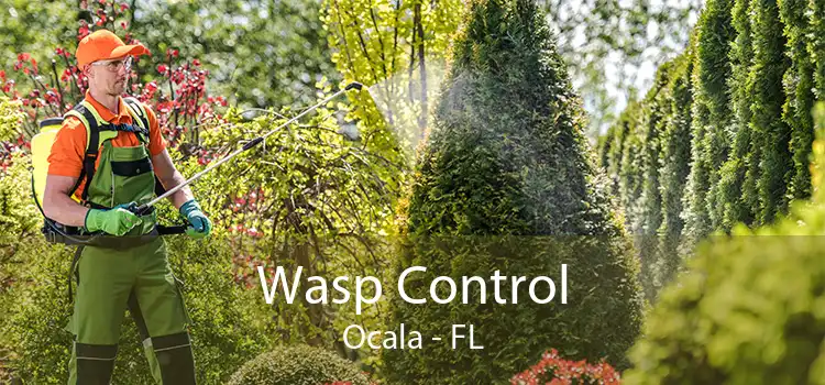 Wasp Control Ocala - FL