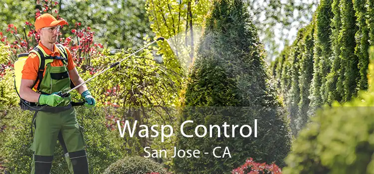 Wasp Control San Jose - CA