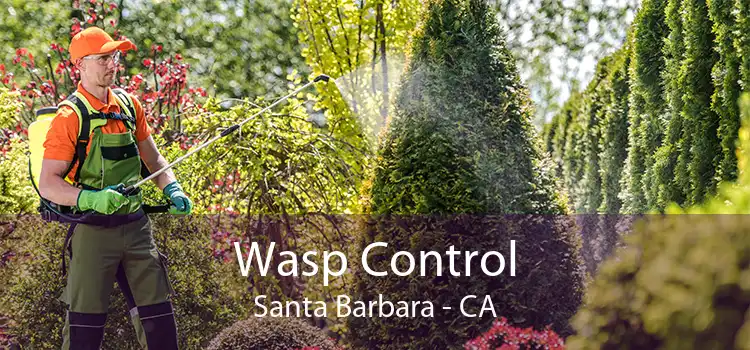 Wasp Control Santa Barbara - CA