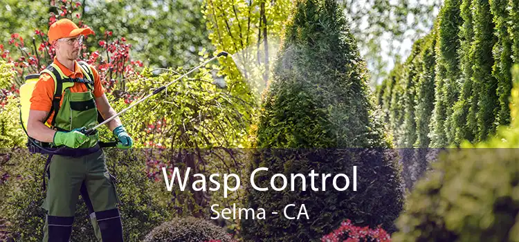 Wasp Control Selma - CA
