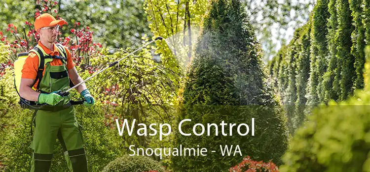 Wasp Control Snoqualmie - WA