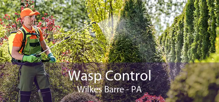 Wasp Control Wilkes Barre - PA