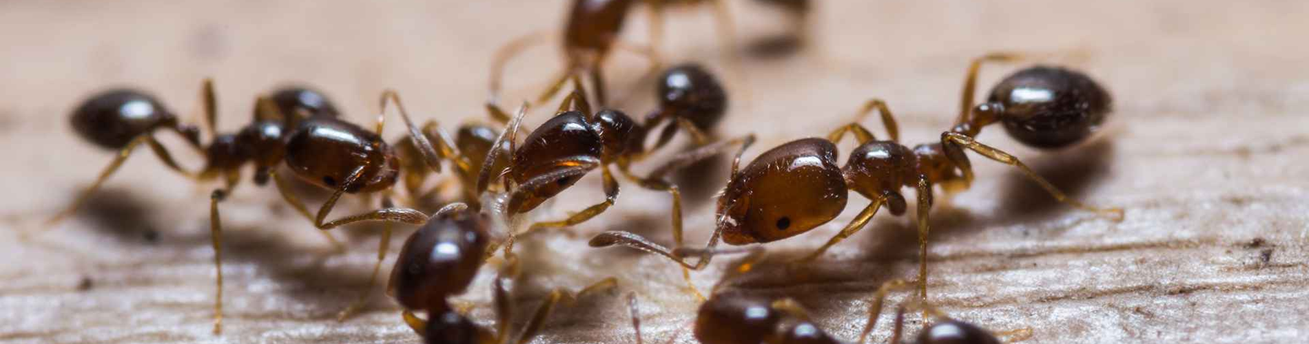 Ant Exterminator Frankfort, KY Ant Exterminator Near Me