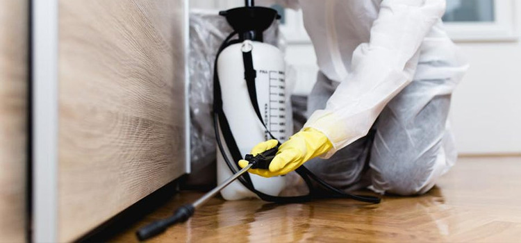 Termite Control Companies in Airport Heights, TX