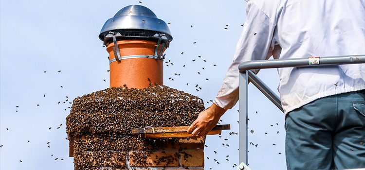 Bee Removal Near Me in Brentwood, NY