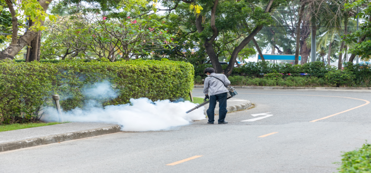 Insects Pest Control in Fairfield