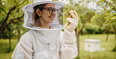 Bee Removal in Greenville